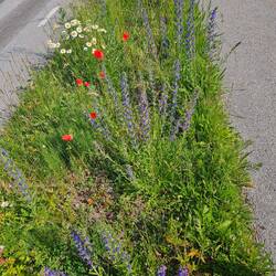 Sommer am Wegesrand