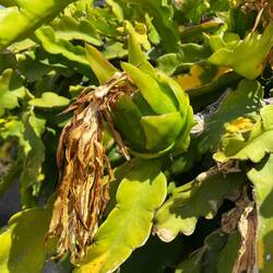 Drachenfrucht