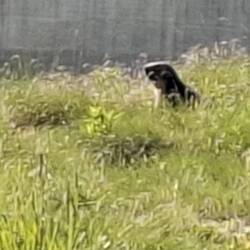 De marmotten huppelen dartel om me heen.