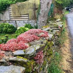 Galician stone walls everywhere