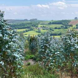 I wonder what the trees are?