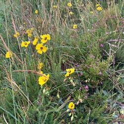 Heather and ?yellow poppies