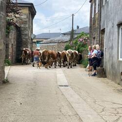 Monterrei: running of the dairy cows with shepherd herding