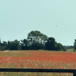 Not a great photo at 100km of the poppy field