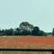 Not a great photo at 100km of the poppy field