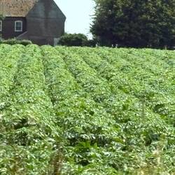 Very healthy potatoes - many many kms of potatoes, must be for feeding London