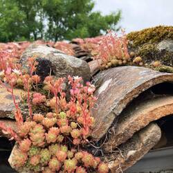 Succulents on tile roofs