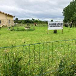 There is a protest of some sort... Cellulose from other sources would not be contaminated.