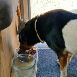 Pelle hat auch Hunger!