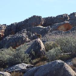 Wir sehen einen Klippenspringer auf dem Weg...