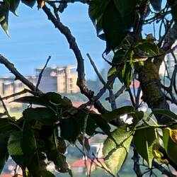 Da unten liegt Varna