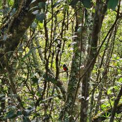 Trogon