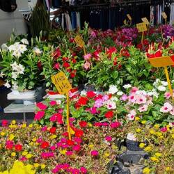 Der Markt in Pontedera