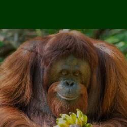 RIP to a beautiful orangutan