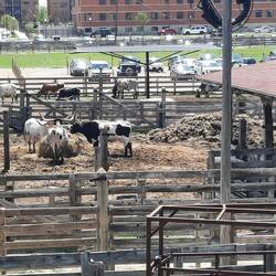 Part of the old cattle yards