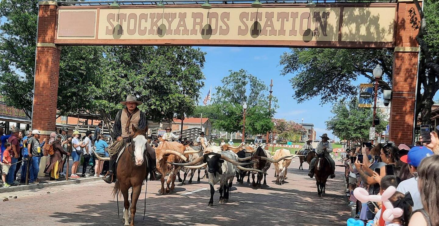Stock run down Exchange St. Re enacting the history of the stockyards.