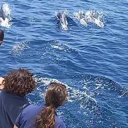 Da sind auch schon die Delfine 🐬