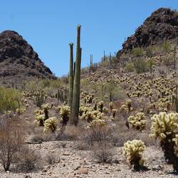 Saguaro und Chollakakteen