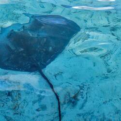 One of the rays seen from the glass-bottomed boat