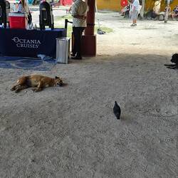 There were many dogs around on Bora Bora. Not all were energetic.