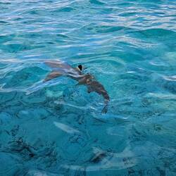 Black-tipped reef shark showing how it got its name.