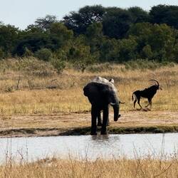 Hwange National Park. Wunderschöner Park. Und die Landy Prinzen auf Safari. Elefant & Säbelantilope