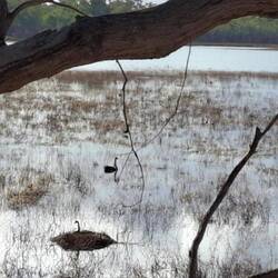 Swans nesting on the lagoon near Morgan