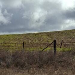 First green we have seen in the paddocks (outside Marrabel/Eudanda) - bet the farmers are smiling!