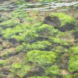 Beneath the lake surface