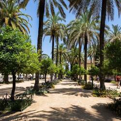 Palmen-Allee vor dem Palast Alcázar de los Reyes