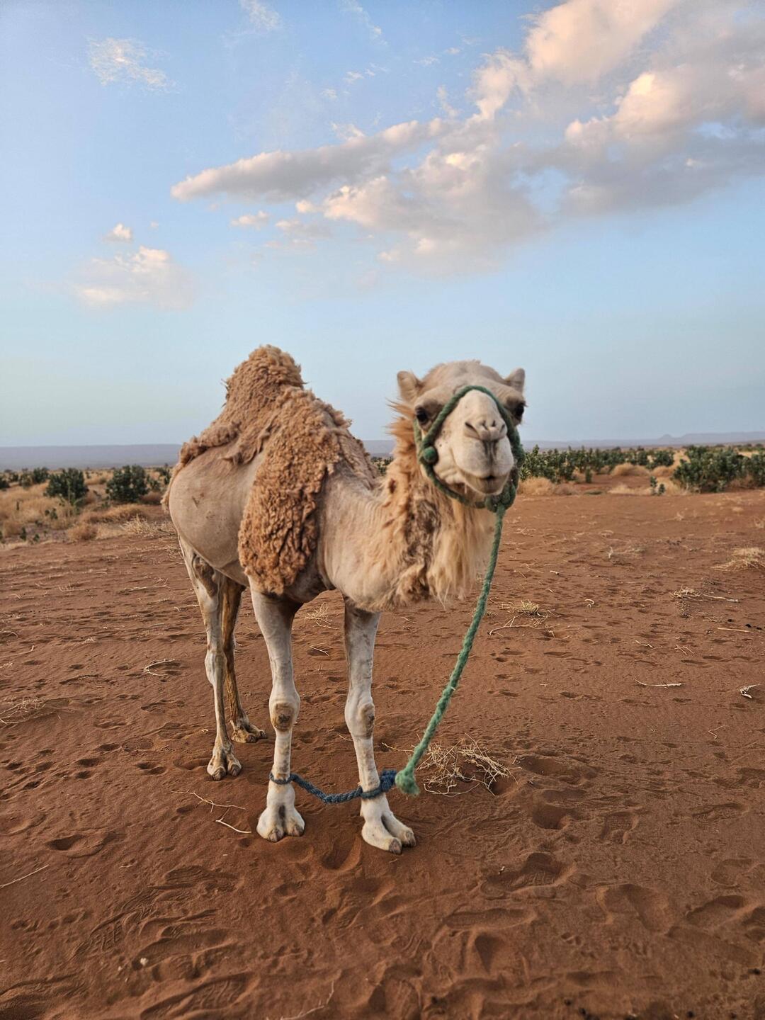 A dromedary: Morocco's camels have one hump
