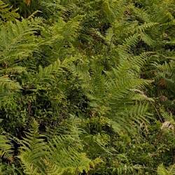 Die Flora besteht überwiegend aus dem bereits bekannten Farnkraut