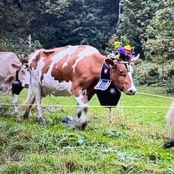 Geschmückte Kuh beim Almabtrieb
