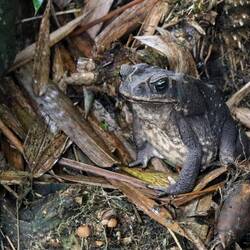 Cane toad (engl.) or Aga-Kröte (ger.)