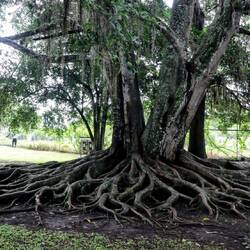 Impressive roots of a Ficus costaricana tree (near ruins of the Church of Ujarras).