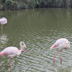 Pink!