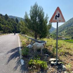 Ziegen gab's auch! Die sind einfach geschmeidig. Muss man ihnen lassen