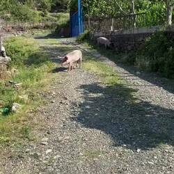 Schweinchen! Wir haben sie vorher aus der Suhle aufgeschreckt.