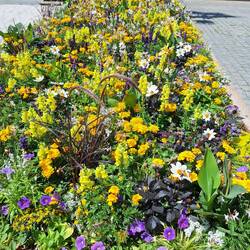 Üppiger Blumenschmuck, eine schöne Visitenkarte für Deggendorf