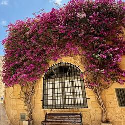 Irgendwie überleben überall in der Stadt Blumen trotz der gleidenden Hitze 🫠