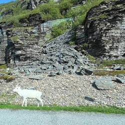 Rentier auf dem Parkplatz zum Fototermin