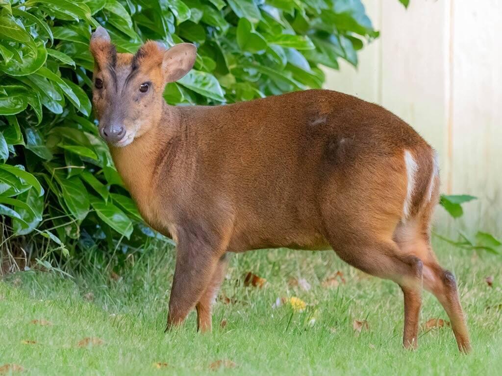 Muntjac Deer