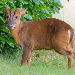 Muntjac Deer