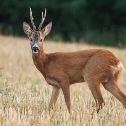 Roe Deer