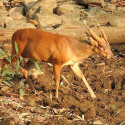 Muntjac Deer