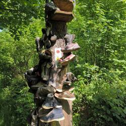Wanderschuhbaum
