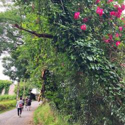 My three plant amigos along this journey: ivy, climbing roses and the fern