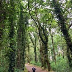 Beautiful oak and eucalyptus trees