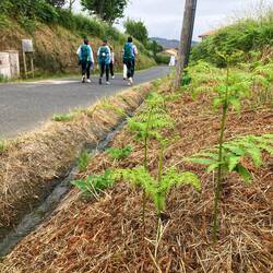 My third friend: ferns are cheerful companions that seem to make a home most places