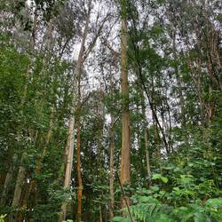 Eucalyptus; I didn't notice a social smell though